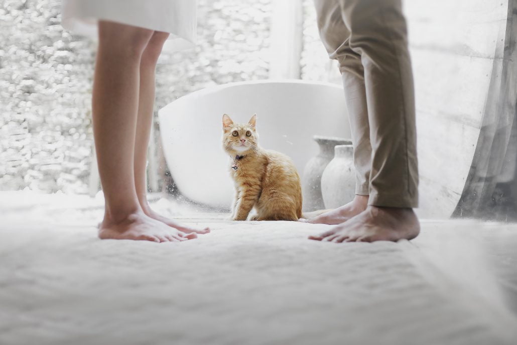 Was brauche ich bei Katzenbetreuung Tierbetreuung