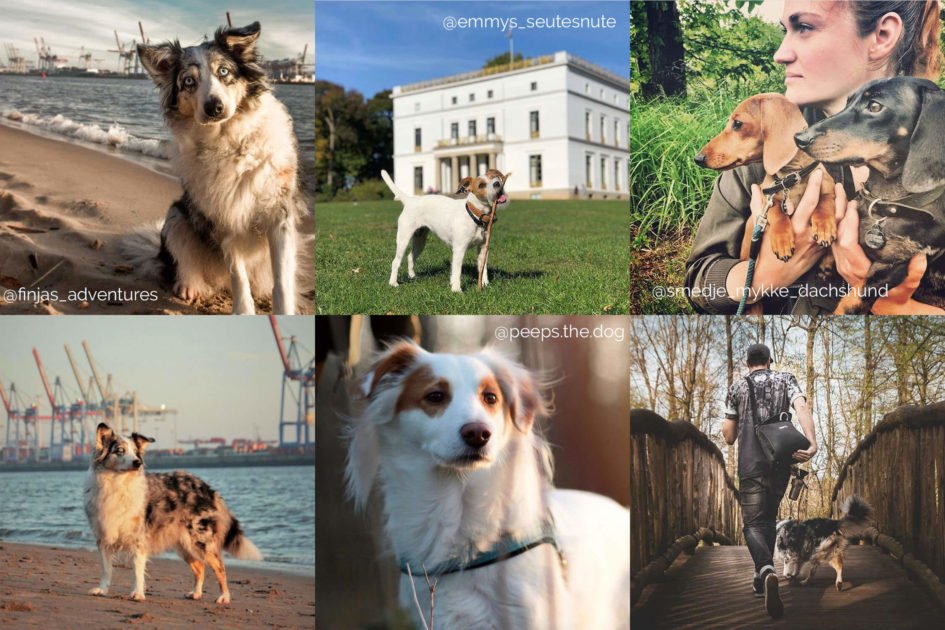 Hundebesitzer haben Spass mit Hund in Hamburg