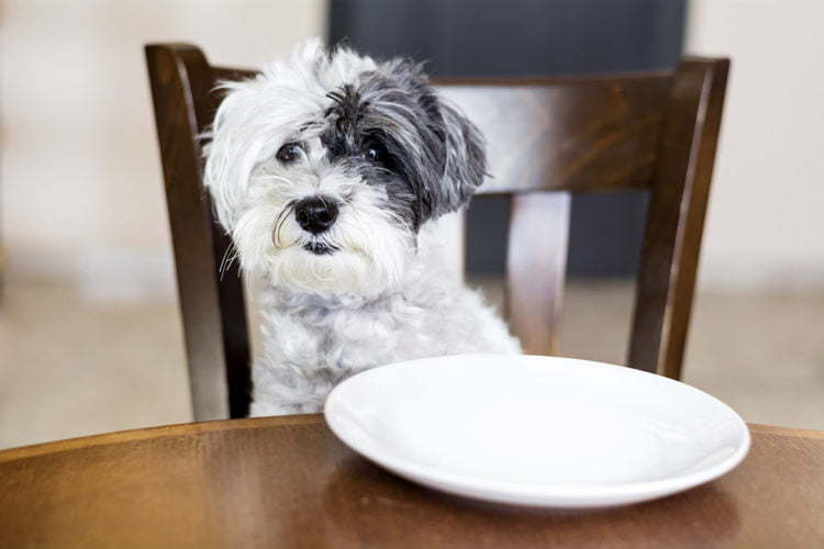 Ein Hund der vor einem leeren Teller sitzt.