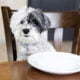 Ein Hund der vor einem leeren Teller sitzt.