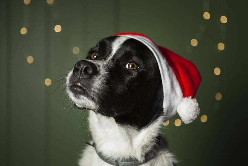 Hund sedieren vor dem SilvesterAbend? blepi HaustierFreund