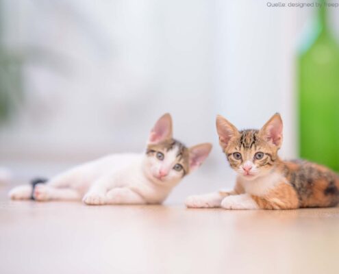 Was ist der Unterschied zwischen Kastrieren und sterilisieren und die Kosten dafür bei Katze