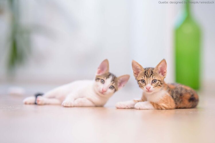 Was ist der Unterschied zwischen Kastrieren und sterilisieren und die Kosten dafür bei Katze